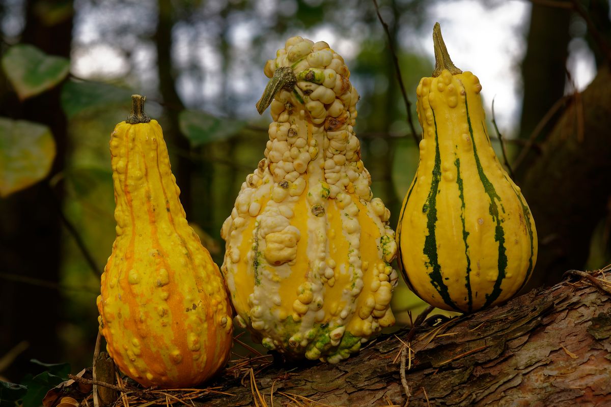 ZierKürbisse, eine Herbstdekoration aus der Natur Location : Schapen / Emsland, Aufnahmetechnik : Stativ und Blitzlicht