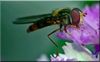 schepfliege S G.jpg