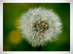 Ich wollte auch mal eine Pusteblume ausbrobieren.