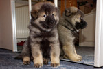 Cayro als Welpe, ist ein Eurasier von der Grafschaft Sayn