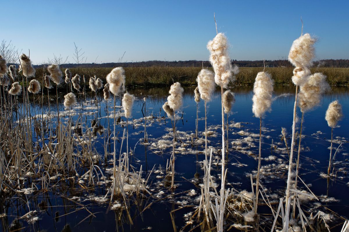 Man nennt sie Lampenputzer, Pompesel, Schlotfeger, Schmackadutsche oder Kanonenputzer. Diese Rohrkolben (Typha), an einem Teich auf der ehemaligen Vliegbasis Twente. Ergänzung EXIF-Daten : Das Bild wurde in APS-C Modus mit einen 32 Jahre alten 2.8/20 mm aufgenommen, das eine Äquivalente Brennweite von 30 mm entspricht.