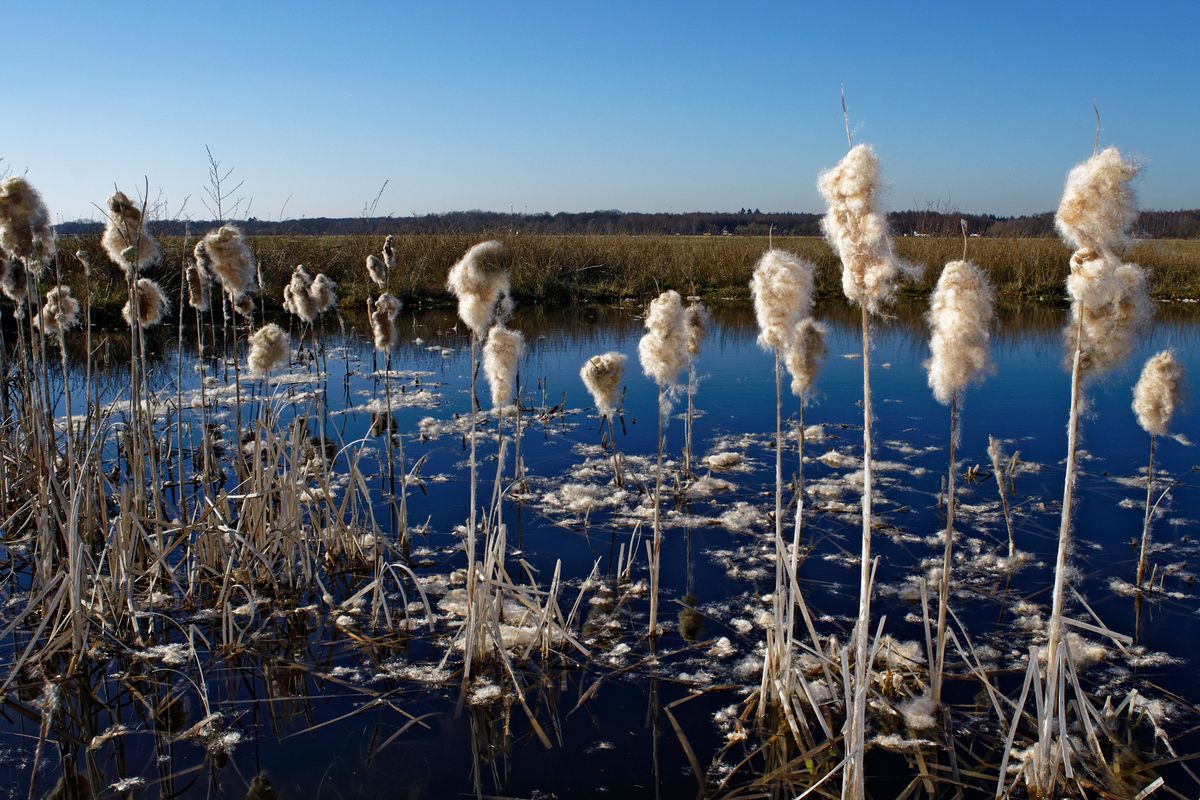 Man nennt sie Kanonenputzer, Lampenputzer, Pompesel, Schlotfeger oder Schmackadutsche. Diese Rohrkolben (Typha), an einem Teich auf der ehemaligen Vliegbasis Twente. Ergänzung EXIF-Daten : Das Bild wurde in APS-C Modus mit einen 32 Jahre alten 2.8/20 mm aufgenommen, das eine Äquivalente Brennweite von 30 mm entspricht.