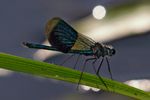 Die Prachtlibelle zählt zu den Kleinlibellen, ist eine Unterordnung der Libellen (Odonata) Location : Schapen / Emsland, Freihand Aufnahmetechnik