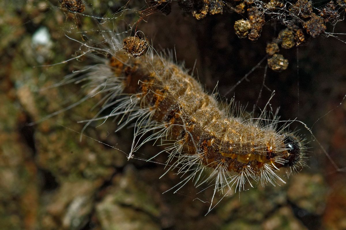 Die Inaktive Raupe des Eichen-Prozessionsspinner (Thaumetopoea processionea) Location : Schapen / Emsland, Freihand Aufnahmetechnik