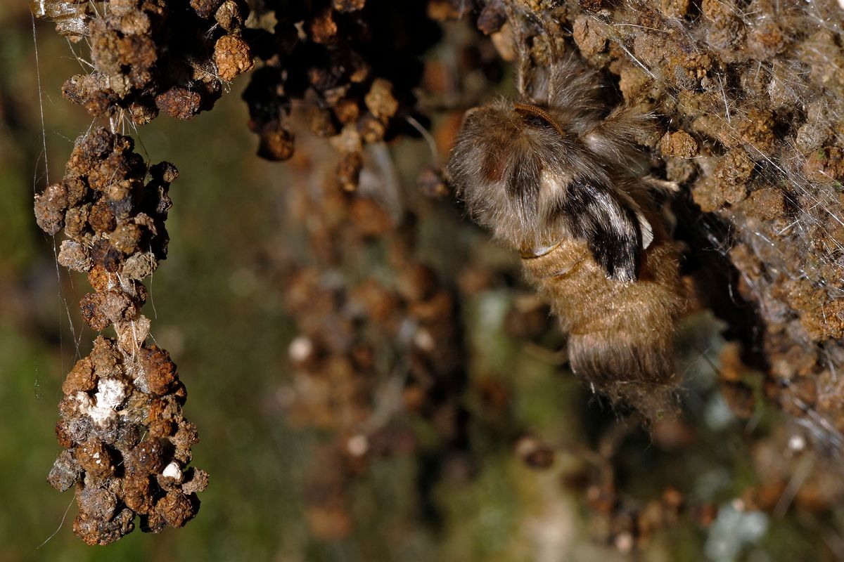 Der Nachtfalter des Eichen-Prozessionsspinner (Thaumetopoea processionea) wechselt von Puppen Stadium zum Schmetterling.  Location : Schapen / Emsland, Freihand Aufnahmetechnik