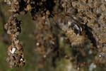 Der Nachtfalter des Eichen-Prozessionsspinner (Thaumetopoea processionea) wechselt von Puppen Stadium zum Schmetterling.  Location : Schapen / Emsland, Freihand Aufnahmetechnik