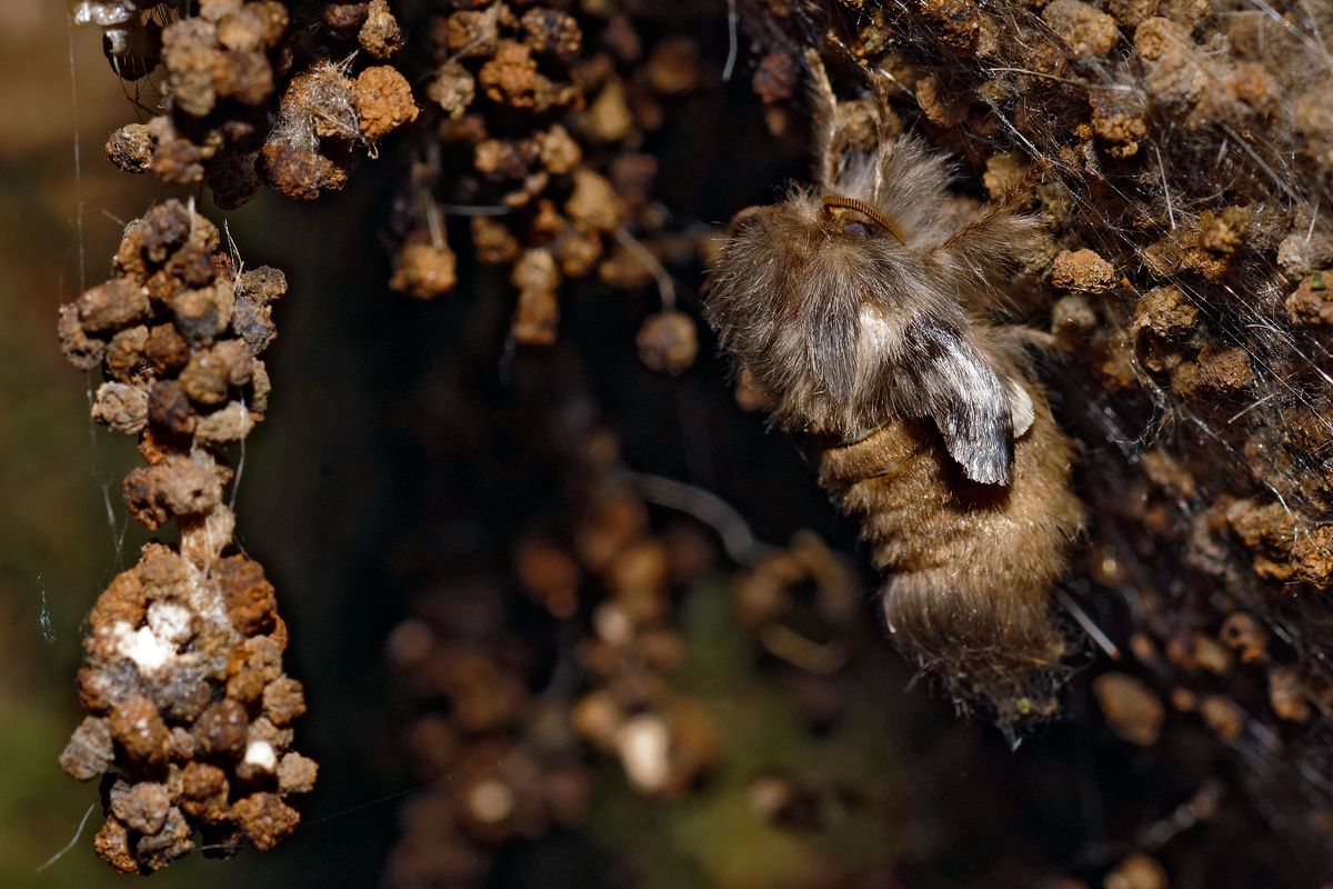 Der Nachtfalter des Eichen-Prozessionsspinner (Thaumetopoea processionea) wechselt von Puppen Stadium zum Schmetterling.  Location : Schapen / Emsland, Freihand Aufnahmetechnik