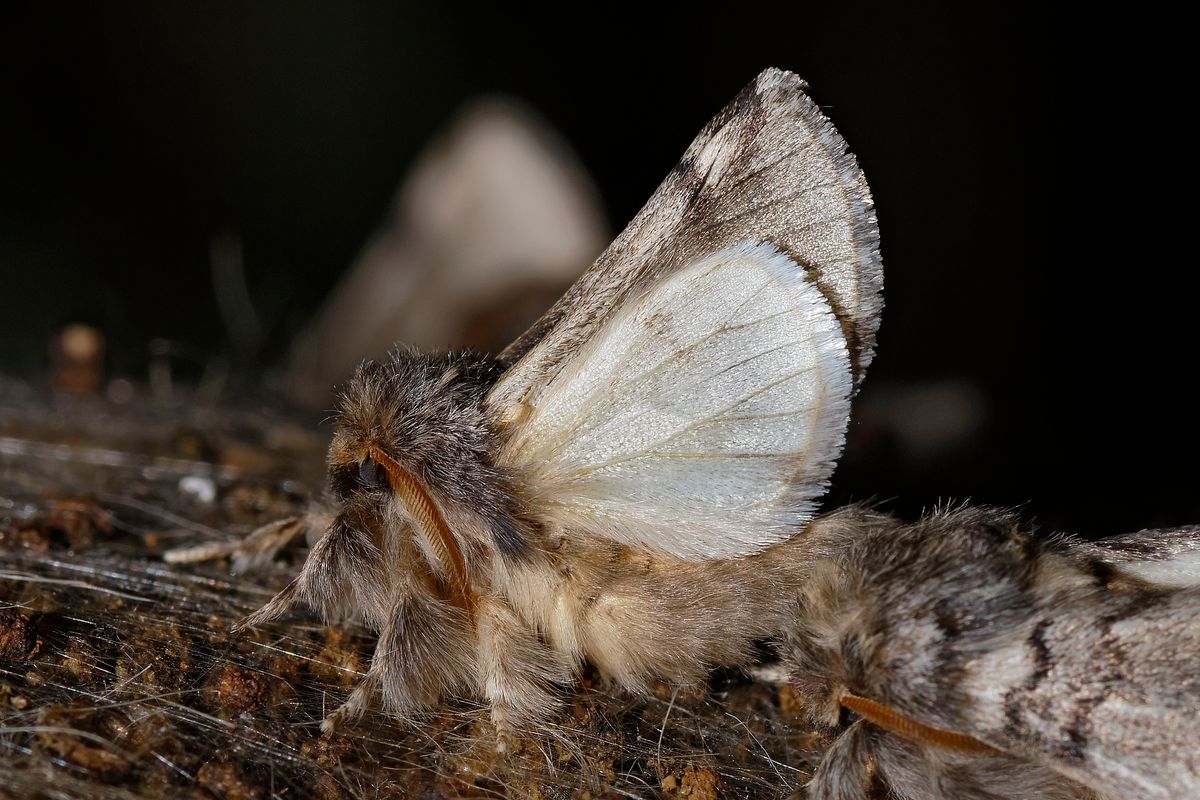 Der Nachtfalter des Eichen-Prozessionsspinner (Thaumetopoea processionea) hat die Metamorphose vom Ei, zur Raupe, zur Puppe, zum Schmetterling vor kurzen abgeschlossen. Location : Schapen / Emsland, Freihand Aufnahmetechnik