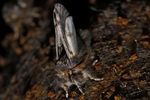 Der Nachtfalter des Eichen-Prozessionsspinner (Thaumetopoea processionea) hat die Metamorphose vom Ei, zur Raupe, zur Puppe, zum Schmetterling vor kurzen abgeschlossen. Location : Schapen / Emsland, Freihand Aufnahmetechnik