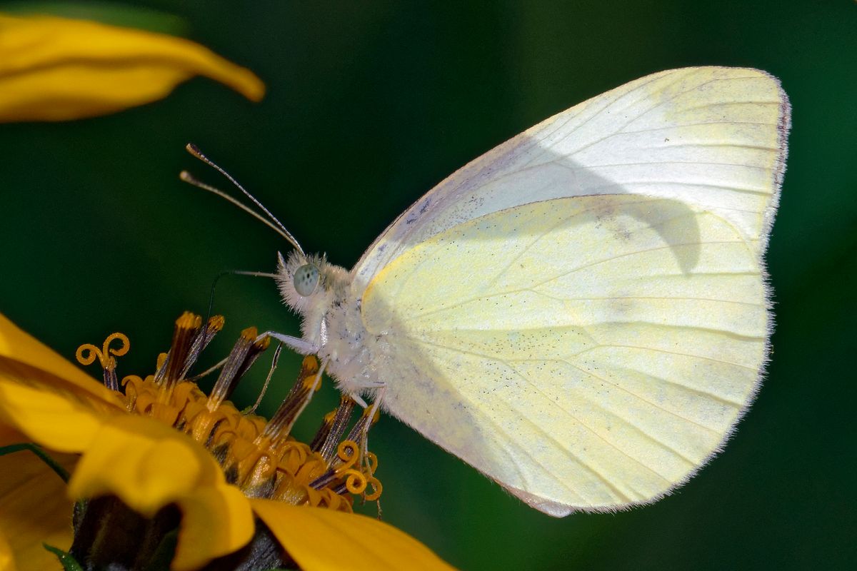 Kleiner Kohlweißling (Pieris rapae) Location : Schapen / Emsland, Freihand Aufnahmetechnik