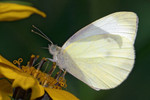 Kleiner Kohlweißling (Pieris rapae) Location : Schapen / Emsland, Freihand Aufnahmetechnik