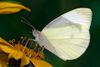 Kleiner Kohlweißling (Pieris rapae) Location : Schapen / Emsland, Freihand Aufnahmetechnik