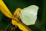 Der Zitronenfalter (Gonepteryx rhamni) war in Deutschland das Insekt des Jahres 2002.  Location : Schapen / Emsland, Freihand Aufnahmetechnik