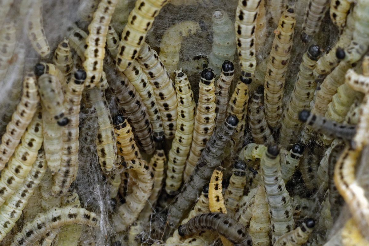 Die Raupen der Gespinstmotte (Yponomeutidae) in und vor ihrem  Gespinst. Location : Schapen / Emsland, Freihand Aufnahmetechnik