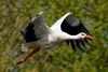 Der Weißstorch (Ciconia ciconia), auch Klapperstorch genannt, war 1984 und 1994 Vogel des Jahres in Deutschland.  Lokation : Rheine / Freihand Aufnahmetechnik