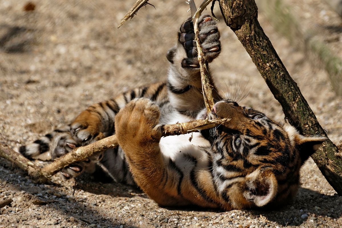 Am 8. Januar 2019 hat die Sumatra Tigerin Naga Dreifacher Tiger Nachwuchs bekommen. Eines der Tigerdrillinge Leopold, Zuma oder  Tipah beim Spielen. Lokation : NaturZoo Rheine / Freihand Aufnahmetechnik