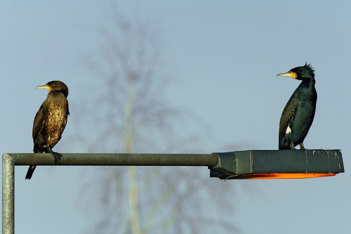 Kormoran Paar auf eine Lampe in der Schleuse Venhaus, in APS-C / Super 35mm Modus, mit 900mm (35 mm Equivalent) frei Hand aufgenommen. In den Panoramabildern Anlage 36/37 (zuvor eingestellt) auf der rechten Seite bekommt man einen Eindruck für die Lokation. Die Aufnahme Entfernung zu verkürzen hat der  Dortmund-Ems-Kanal verhindert.