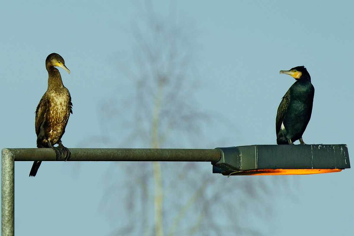 Kormoran Paar auf eine Lampe in der Schleuse Venhaus, in APS-C / Super 35mm Modus, mit 900mm (35 mm Equivalent) frei Hand aufgenommen. In den Panoramabildern Anlage 36/37 (zuvor eingestellt) auf der rechten Seite bekommt man einen Eindruck für die Lokation. Die Aufnahme Entfernung zu verkürzen hat der  Dortmund-Ems-Kanal verhindert.