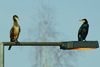 Kormoran Paar auf eine Lampe in der Schleuse Venhaus, in APS-C / Super 35mm Modus, mit 900mm (35 mm Equivalent) frei Hand aufgenommen. In den Panoramabildern Anlage 36/37 (zuvor eingestellt) auf der rechten Seite bekommt man einen Eindruck für die Lokation. Die Aufnahme Entfernung zu verkürzen hat der  Dortmund-Ems-Kanal verhindert.