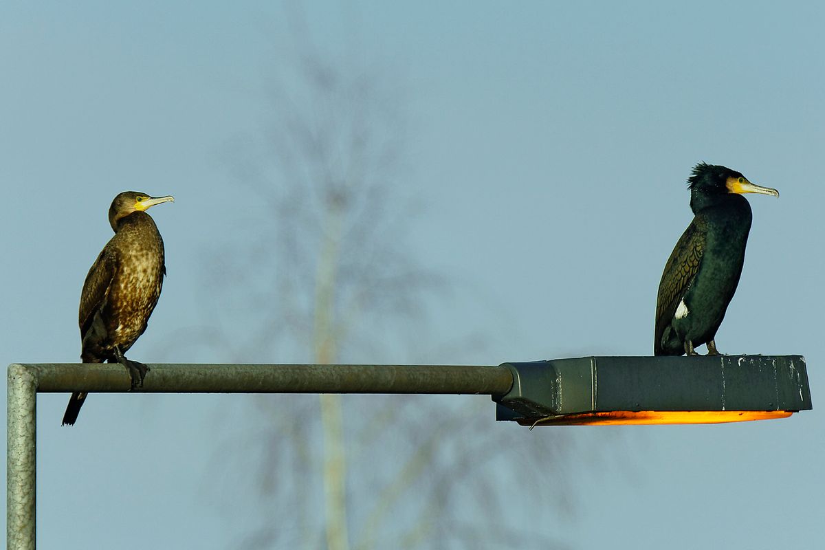 Kormoran Paar auf eine Lampe in der Schleuse Venhaus, in APS-C / Super 35mm Modus, mit 900mm (35 mm Equivalent) frei Hand aufgenommen. In den Panoramabildern Anlage 36/37 (zuvor eingestellt) auf der rechten Seite bekommt man einen Eindruck für die Lokation. Die Aufnahme Entfernung zu verkürzen hat der  Dortmund-Ems-Kanal verhindert.