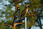 Ein Kormoran Paar auf eine Lampe in der Schleuse Venhaus / Spelle. Das Bild wurde in APS-C / Super 35mm Modus mit einen  Tamron SP 150-600mm  bei 600mm aufgenommen. ( Entspricht eine Äquivalenten Brennweite von 900mm )