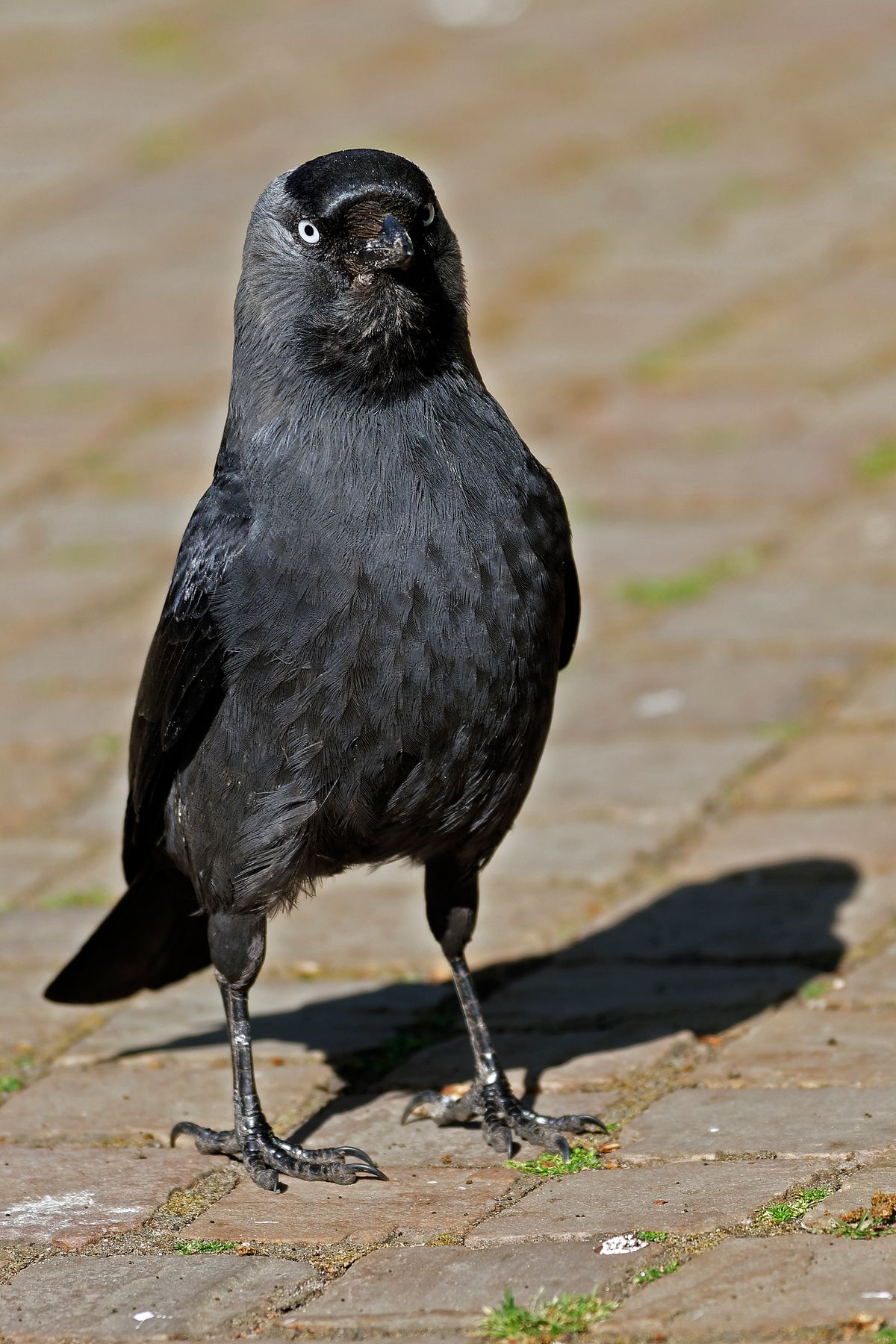 Die Dohle (Corvus monedula) der Vogel des Jahres 2012 in Deutschland. Location: Dieser Vogel wurde auf einen Gehweg in Rheine mit der Freihand Aufnahmetechnik aufgenommen.