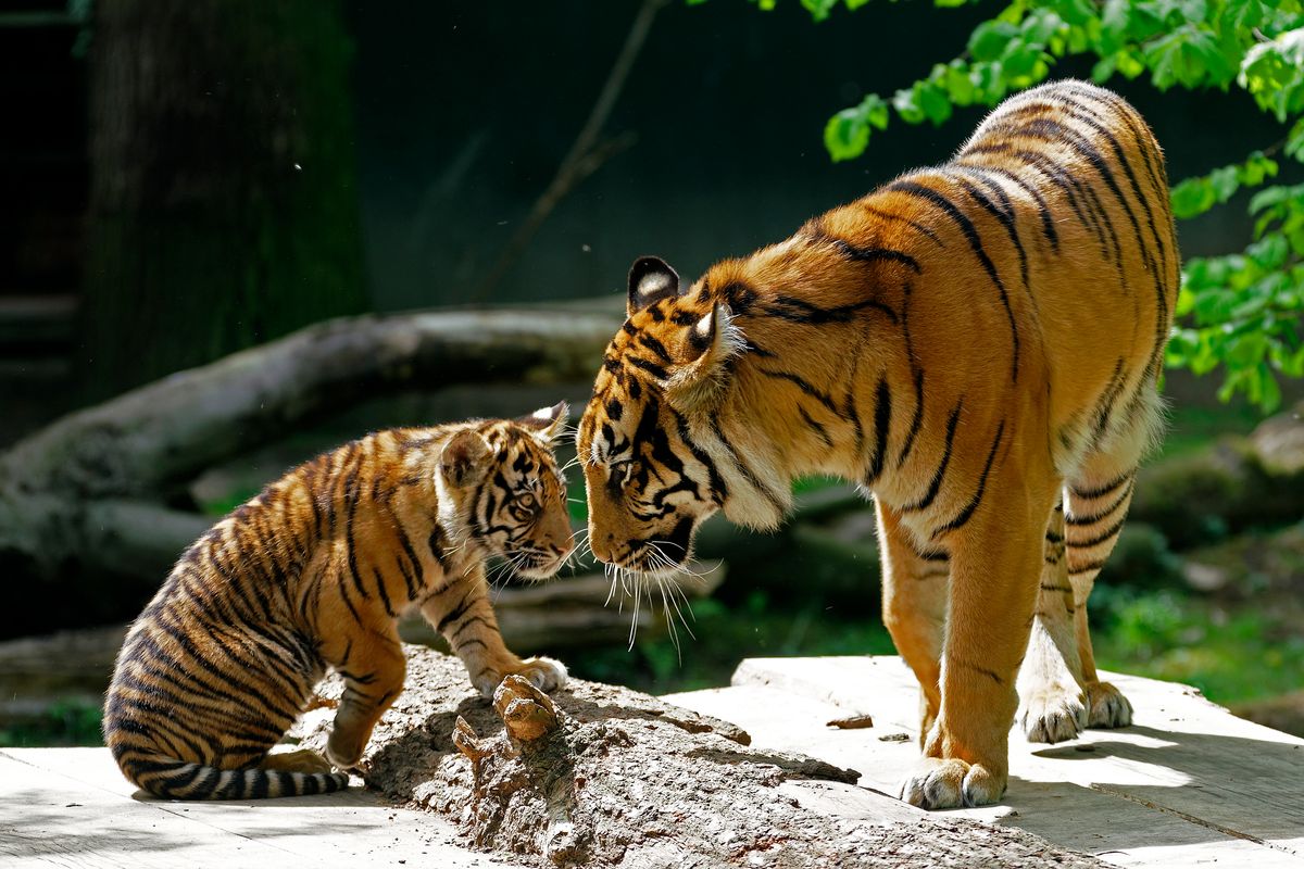 Naga mit eines ihrer Tigerdrillinge Leopold, Zuma oder Tipah. Lokation : NaturZoo Rheine / Freihand Aufnahmetechnik