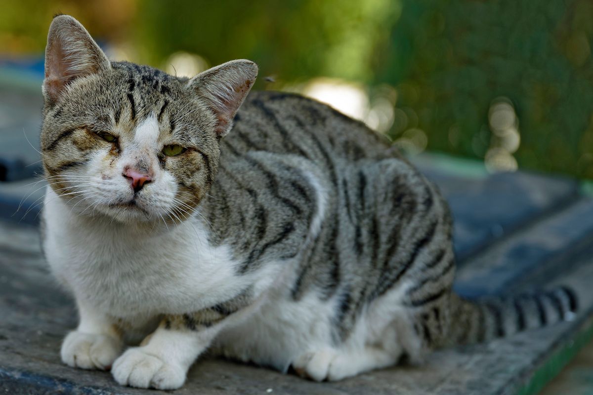 Eine auf den Straßen von Eilat lebende Katze, in einen nicht so guten Zustand