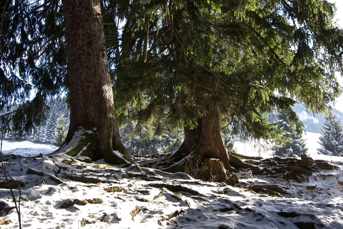 Beim Wandern im Schnee entdeckt