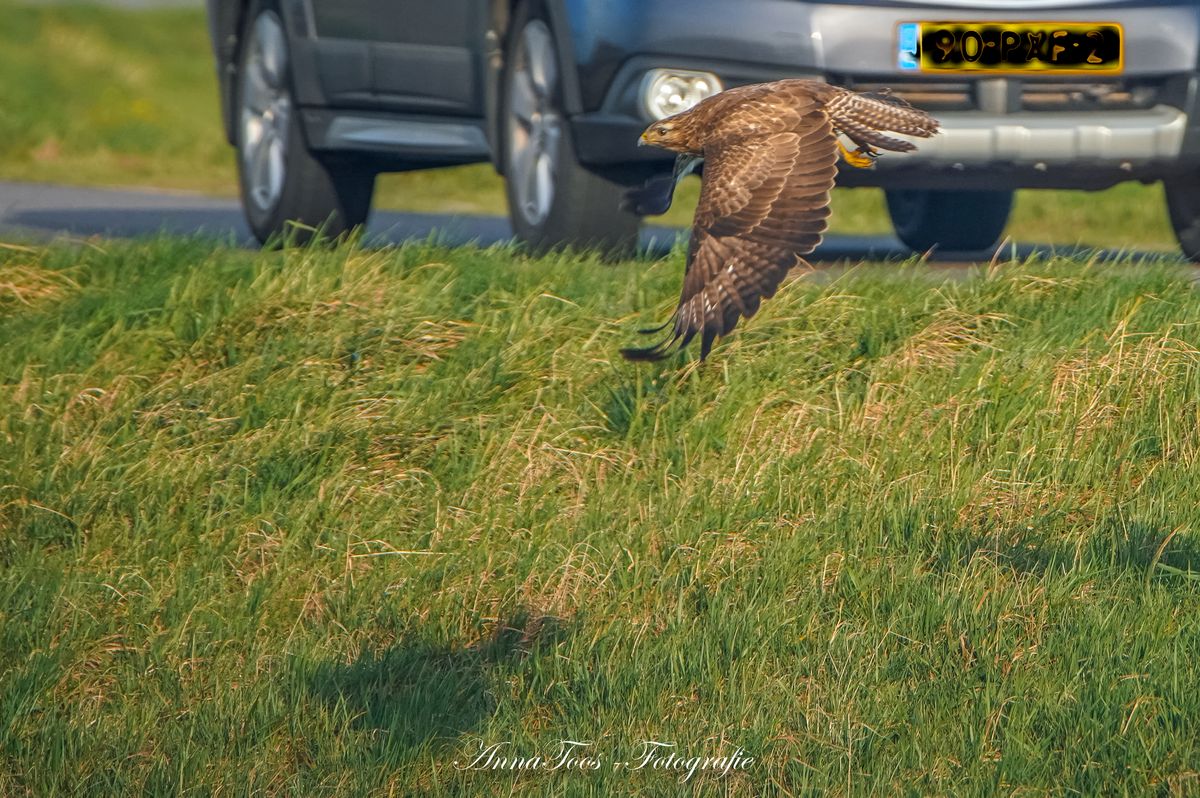 Buizerd