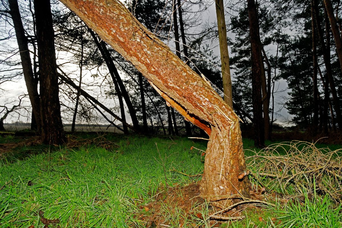 Das Sturmtief "Sabine" zieht über Deutschland hinweg, zum Glück waren in Emsland nur geringe Schäden zu verzeichnen. Dieser gesunde und standhafte Lärchen Baum wurde regelrecht abgeknickt. Lokation : Schapen