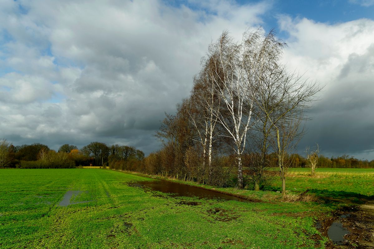 Das Sturmtief "Sabine" zieht über Deutschland hinweg, zum Glück waren in Emsland nur geringe Schäden zu verzeichnen. Diese Birken Bäume trotze augenblicklich eine Windböe in Orkan Stärke. Lokation : Schapen