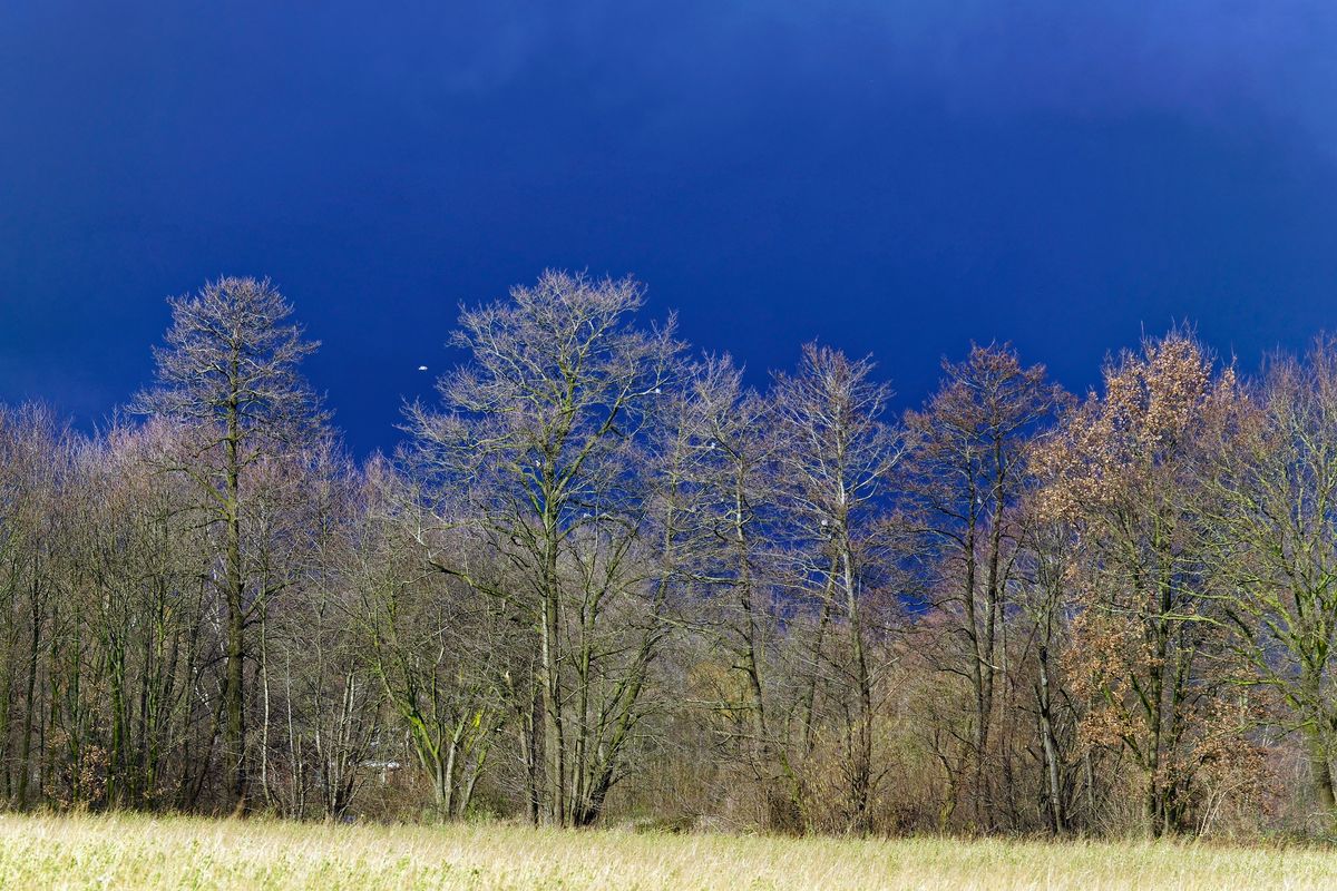 Das Sturmtief  Bianca brachte neben Wind auch Regen, auch ein paar Sonnenstrahlen, die augenblicklich durch die bedeckte Wolkendecke scheinen. Lokation : Baumpartie in Schapen,  Emsland