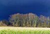 Das Sturmtief  Bianca brachte neben Wind auch Regen, auch ein paar Sonnenstrahlen, die augenblicklich durch die bedeckte Wolkendecke scheinen. Lokation : Baumpartie in Schapen,  Emsland