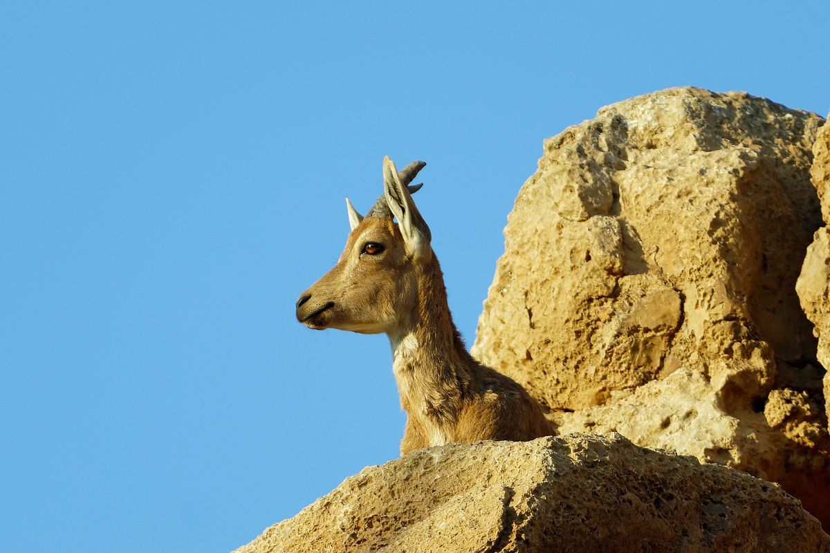 War auf den Media Day auf der Uvda Air Force Base, zu der exercise Blue Flag 2019 in Israel. Auf der Rückfahrt nach Tel Aviv bei einem kurzen Stop mitten in der Negev Wüste habe ich zufällig diesen Nubische Steinbock entdeckt. Durch ihre Farbgebung sind die Nubischen Steinböcke perfekt an dem Terrain der Wüste angepasst.