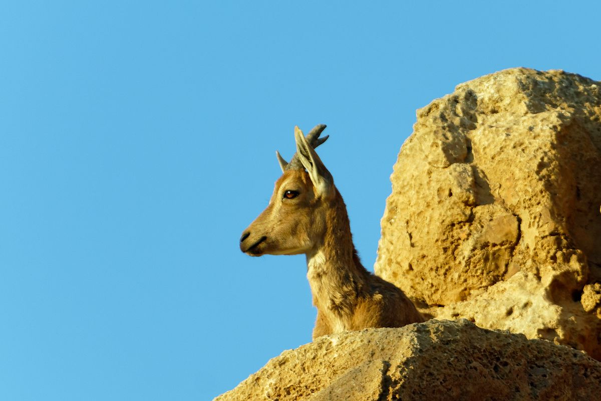 War auf den Media Day auf der Uvda Air Force Base, zu der exercise Blue Flag 2019 in Israel. Auf der Rückfahrt nach Tel Aviv bei einem kurzen Stop mitten in der Negev Wüste habe ich zufällig diesen Nubische Steinbock entdeckt. Durch ihre Farbgebung sind die Nubischen Steinböcke perfekt an dem Terrain der Wüste angepasst.