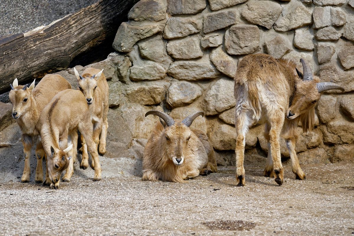 Nachwuchs bei den Steinböcken, in NaturZoo in Rheine ( 2019 )