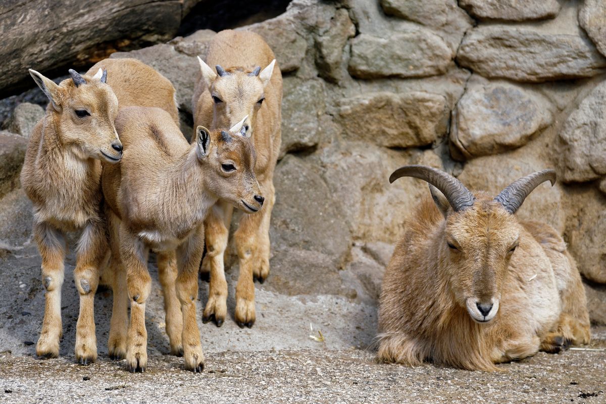 Nachwuchs bei den Steinböcken, in NaturZoo in Rheine ( 2019 )