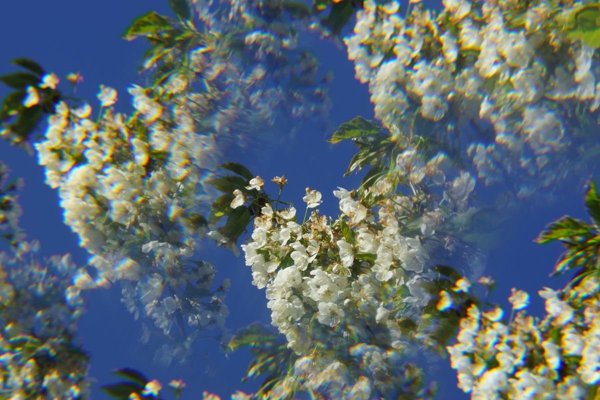 Diese Aufnahme entstand im April während der Kirschblüte in der Fränkischen Schweiz.