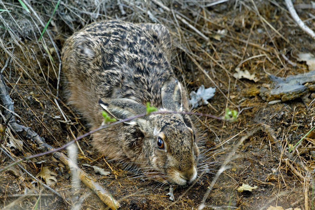 Dieses Bild gehört zum Forumsbeitrag : https://community.sony.de/t5/termine-treffen-off-topic/im-bann-der-covid-19-pandemie-wildlife-im-garten-und-vor-der/td-p/2753352