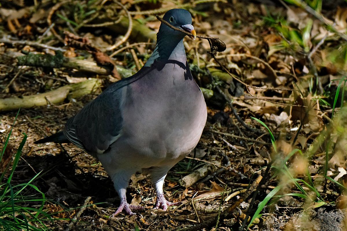 Bild für Forumsbeitrag : https://community.sony.de/t5/termine-treffen-off-topic/im-bann-der-covid-19-pandemie-wildlife-im-garten-und-vor-der/td-p/2753352 ( Diese Aufnahme entstand in APS-C / Super 35mm Modus, mit 900mm / Äquivalent zu 35 mm )