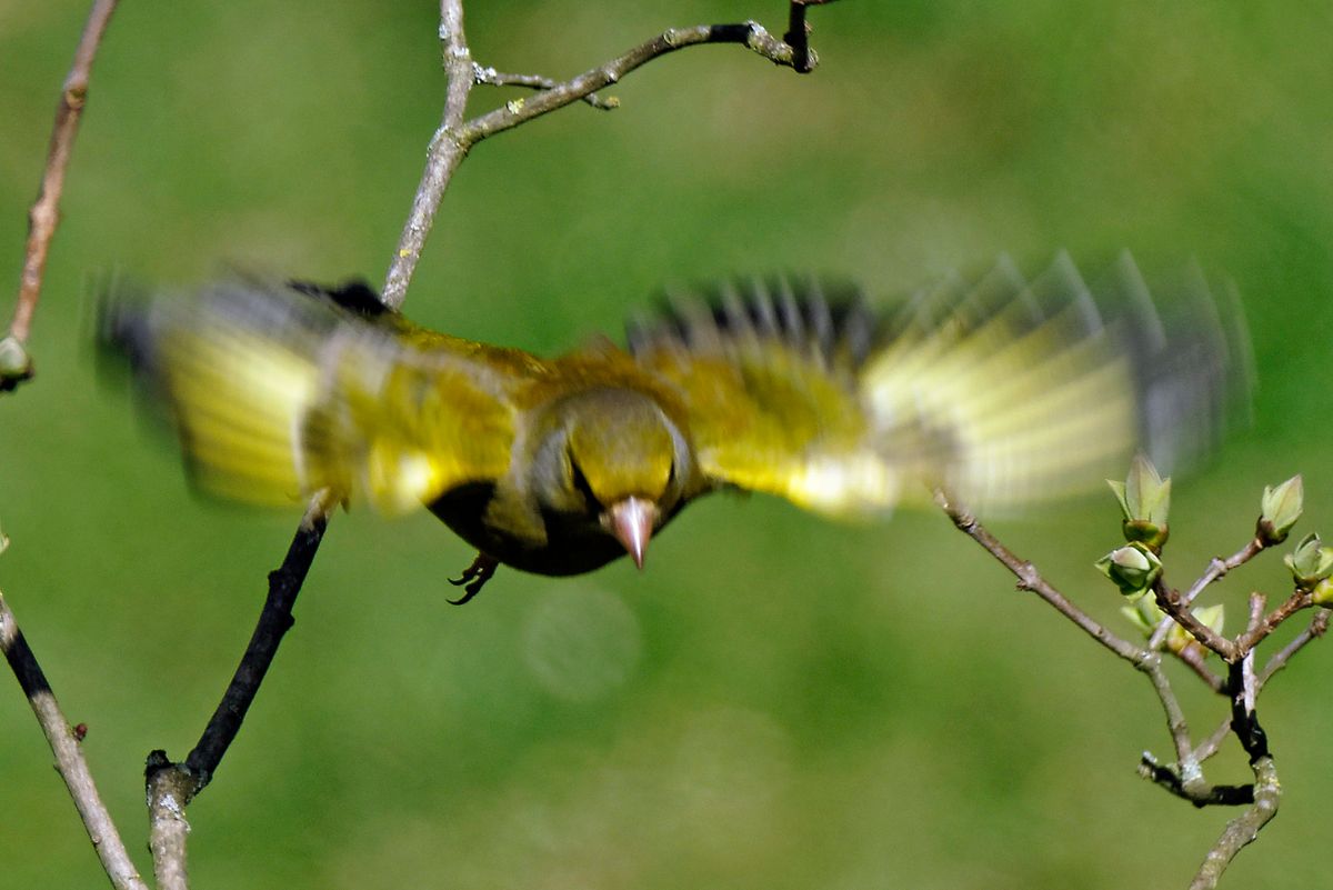 Ein weiteres Grünfink Männchen