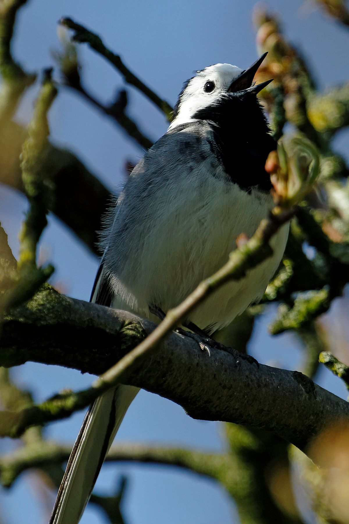 Die Bachstelze (Motacilla alba)