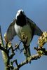 Die Bachstelze (Motacilla alba)