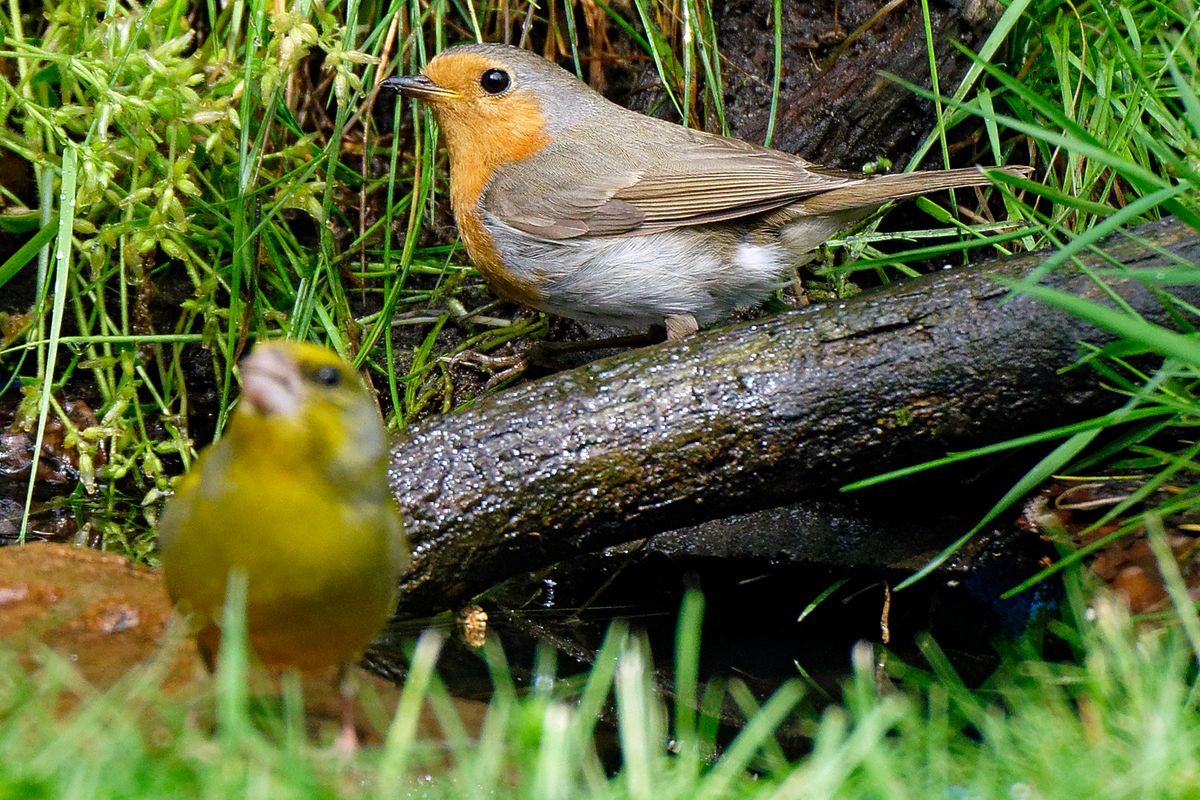 Das Rotkehlchen (Erithacus rubecula) / Diese Aufnahme entstand in APS-C / Super 35mm Modus, mit 900mm / Äquivalent zu 35 mm