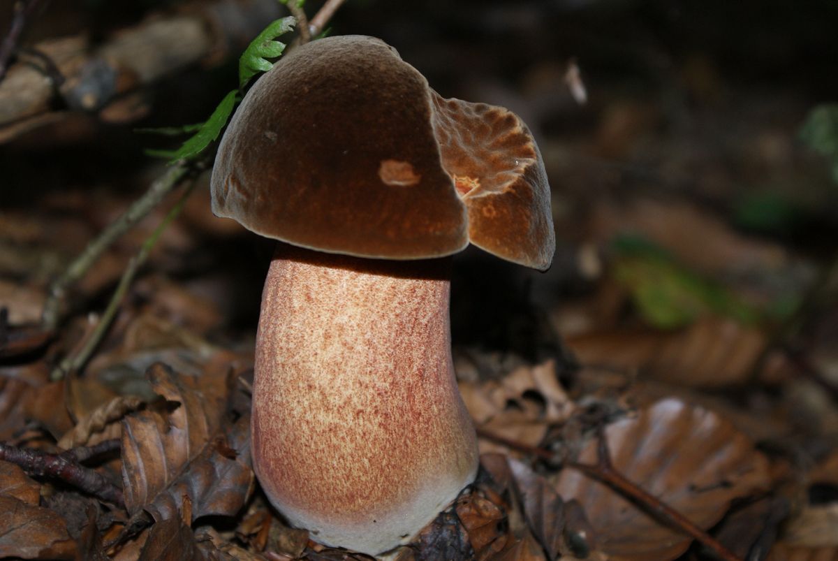 Ein leicht angefressener Hexenpilz .