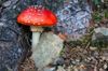 Lange an dem Pilz gesucht. Auf die Idee einen Walt Disney Fliegenpilz zu fotografieren, bin ich in einem Forum gestossen, was behauptet "es gäbe nur matschige, schlecht aussehende Fliegenpilze".
Nu habe ich einen sehr Ansehnlichen gefunden ;-)