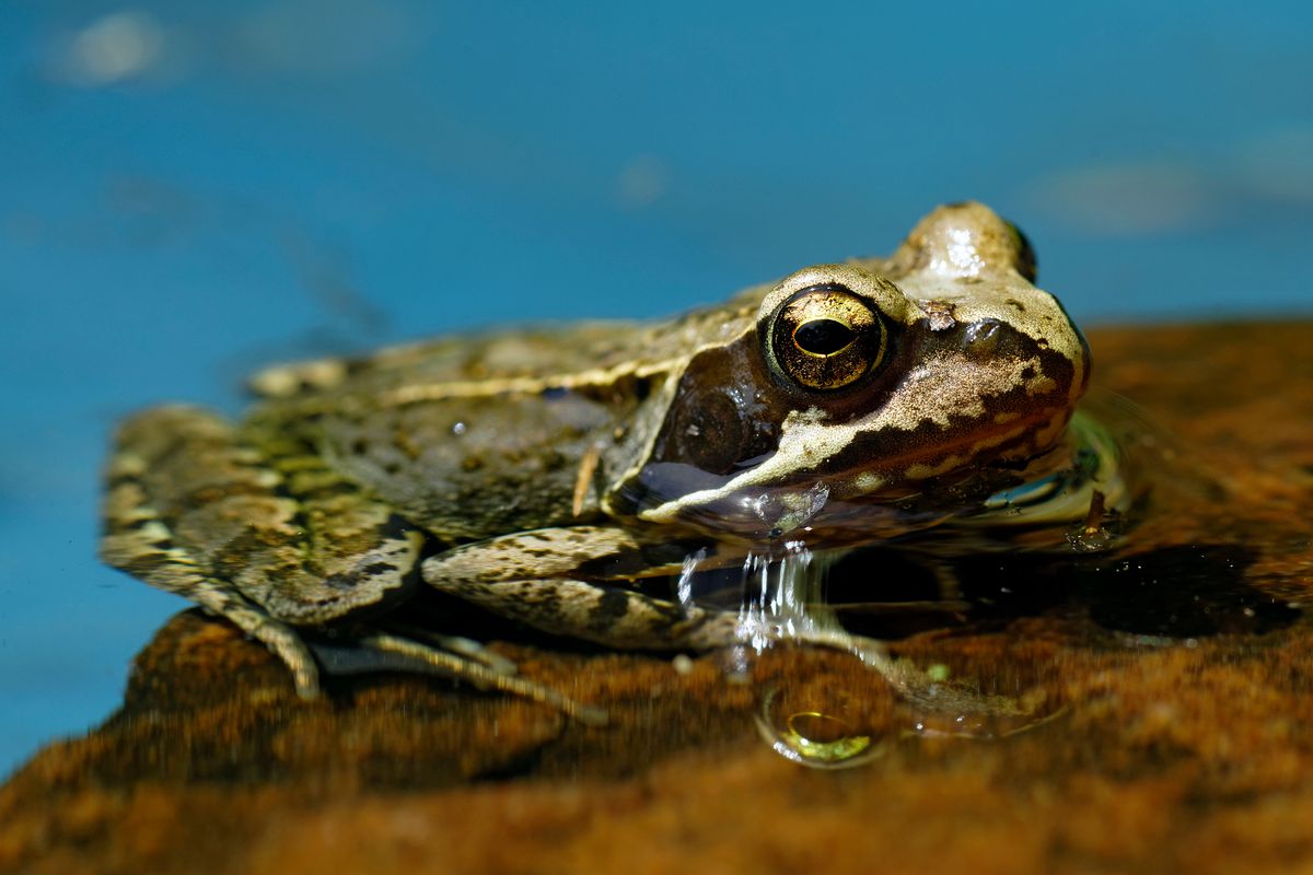 Der Grasfrosch wurde 2018 zum Lurch des Jahres gekürt.