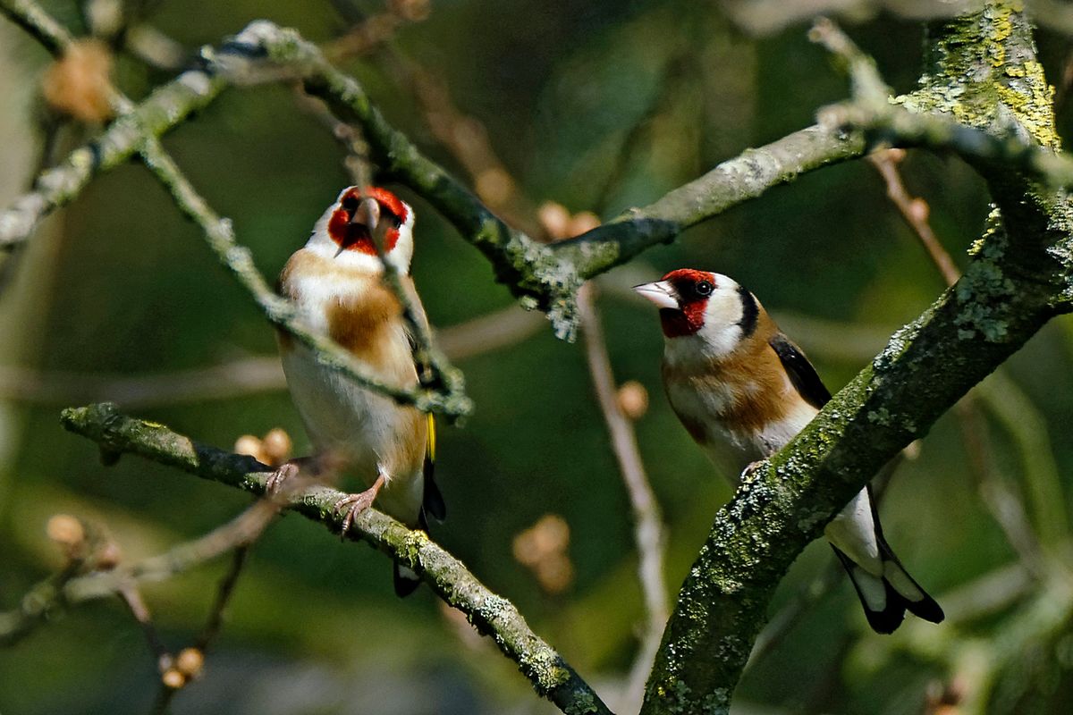 Diese Aufnahme entstand in APS-C Modus, mit 900mm, Äquivalent zu 35 mm, mit einen Tamron SP 150-600mm