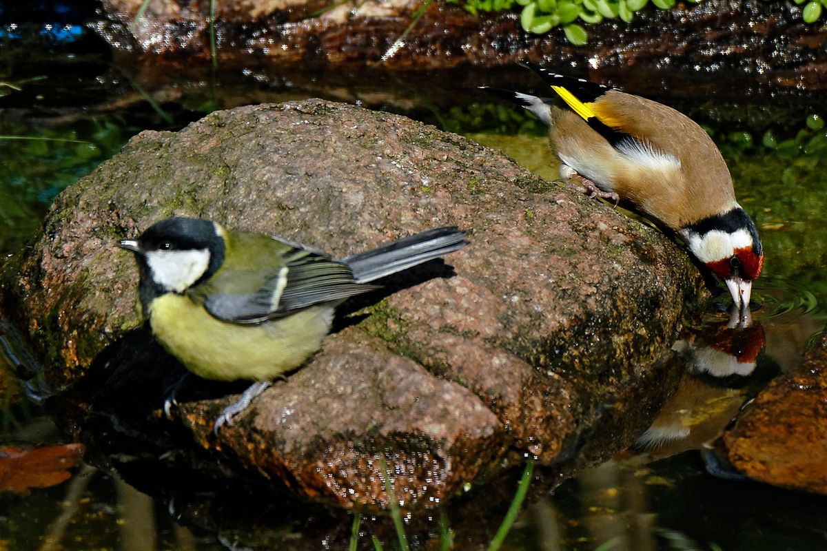 Diese Aufnahme entstand in APS-C Modus, mit 900mm, Äquivalent zu 35 mm, mit einen Tamron SP 150-600mm